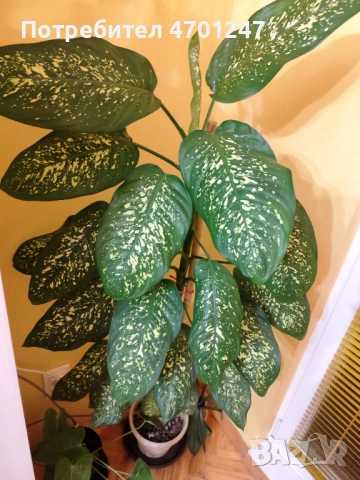 Стайно растение Дифенбахия, снимка 3 - Стайни растения - 53118931