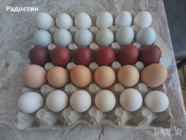 Черен маран оплодени яйца , снимка 7 - За птици - 53922801