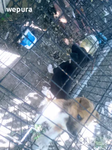 Малки кученца на три месеца дребна порода, снимка 2 - Други - 50187241