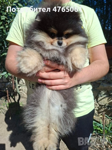 Померан момченце , снимка 2 - Померан - 54245988