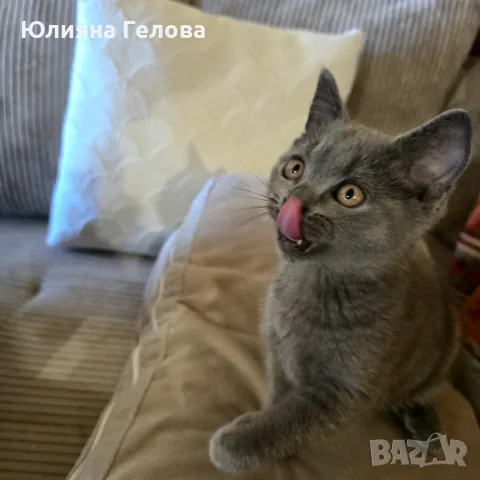 Шотландска клепоуха 