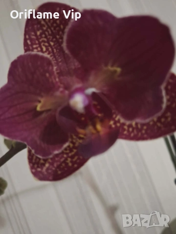 Орхидея, снимка 2 - Стайни растения - 53357928
