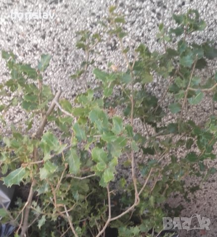 Билка Пърнар(лекува бъбречни заболявания, камъни в бъбреците, инфекции и бактерии в урината), снимка 4 - Градински цветя и растения - 21320916