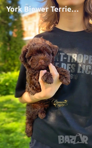 Пудел, малтипу! Страхотно момче -мече за семейство с деца! 