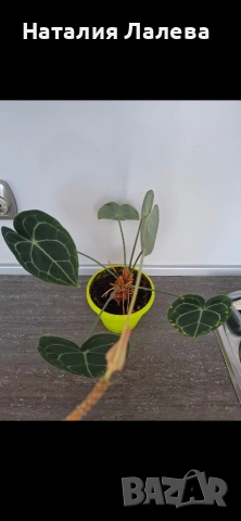 Антуриум, anthurium crystallinum, снимка 2 - Стайни растения - 53885270