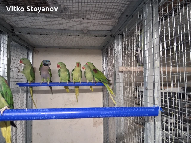 Голям александър, снимка 3 - Папагали - 51324998