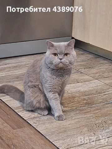 Чистокръвен лилав британец за разплод., снимка 11 - Британска късокосместа - 53074578