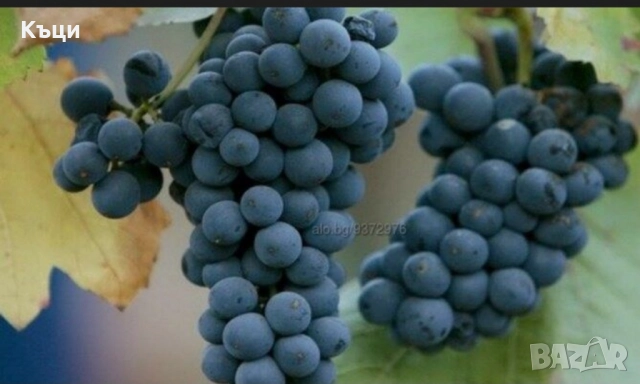 Лозови пръчки от Унгарка/Липа.