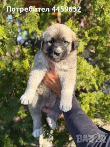 Кученца Алабай, снимка 3 - Алабай - 53922557