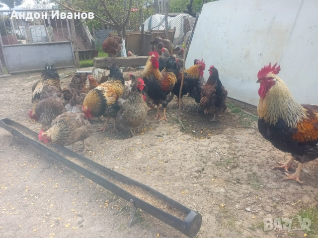 Разплодни яйца и малки пиленца от Катунски кокошки, снимка 3 - други­ - 54355709