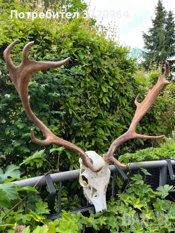 Елен лопатар трофей