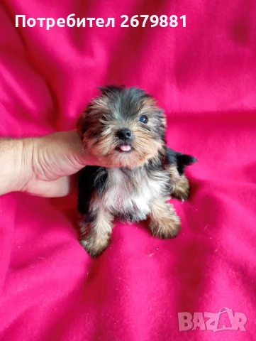 Йоркширски териери , снимка 1