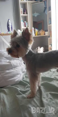 Мъжко йорки за разплод, снимка 2 - Йоркширски териер - 48523455