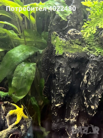 Анциструси, снимка 4 - Рибки - 44657433