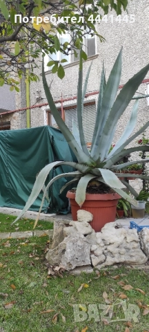 Столетник Агаве Алое, снимка 3 - Градински цветя и растения - 52259561