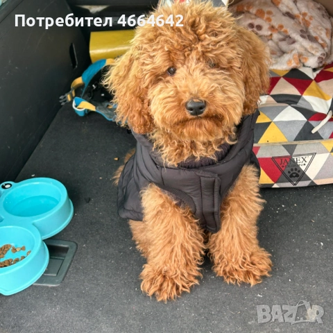 Продавам пудел Tой, снимка 2 - Пудели - 52589574