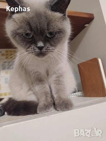 Британка колорпойнт си търси приятел британец