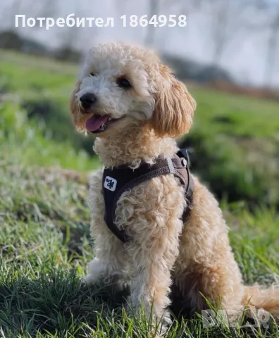 Мини Пудел Доставка, снимка 4 - Пудели - 50060860