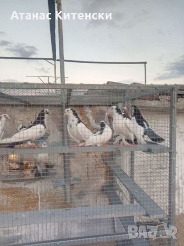 Гълъби високолетачи ПАЗАРДЖИШКИ !, снимка 11 - Гълъби - 30137762