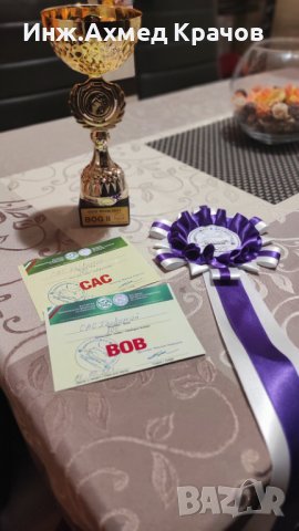 Алабай за разплод, снимка 9 - Алабай - 34957358