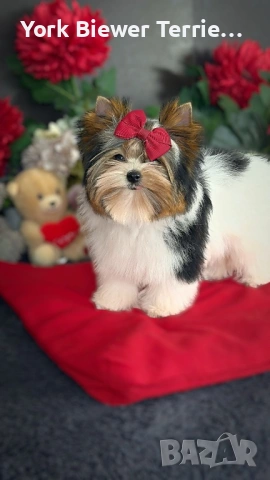 Йорки! Момиченцата мини и стандарт с родословие! Доставка 