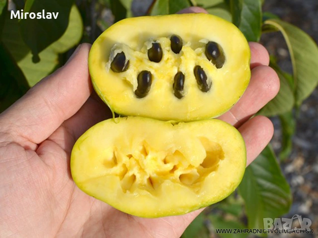 Индиански Банан /(Пау Пау), снимка 5 - Градински цветя и растения - 53890724