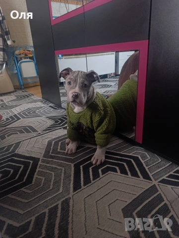 Американско були ХЛ 