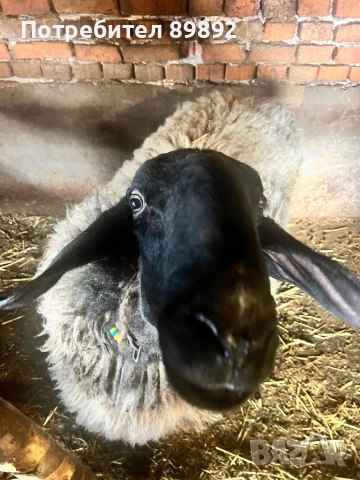 Коч Плевенска Черноглава