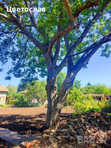 Орех с разрешение в Шуменско, снимка 7 - Декорация за дома - 42110680