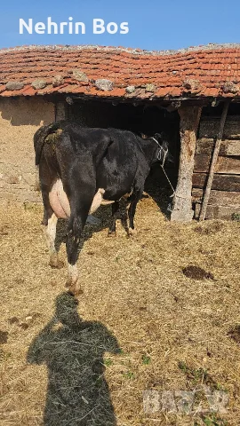 krava na 3 tele momenta sls 25 28 litra mlako moje barter sls drugi jivotni , снимка 3 - Крави - 55967270