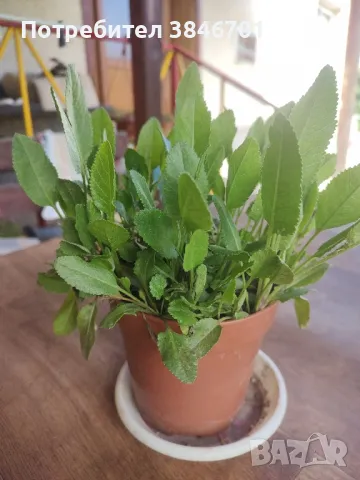 разтение което лекува хемороиди 