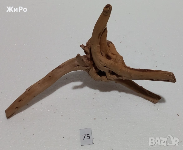 Корен от Азалия /декорация/ 75, снимка 2 - Други - 54102586