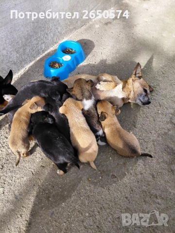 Чихо-пинчери, снимка 6 - Пинчер - 52837625