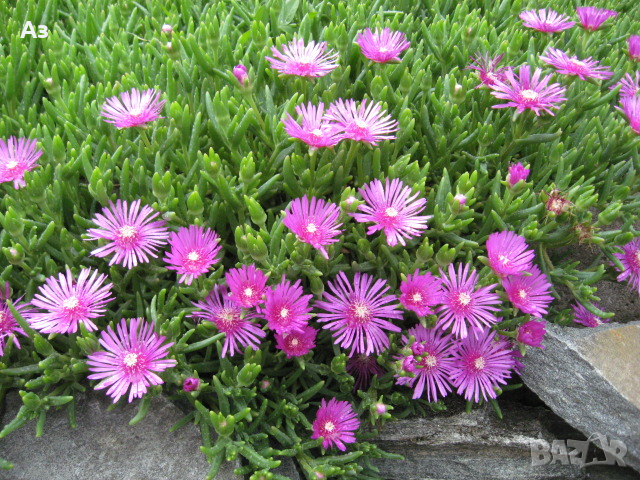 Продавам цветя Делосперма - розова, червена, жълта и бяла, снимка 10 - Разсади - 36552409