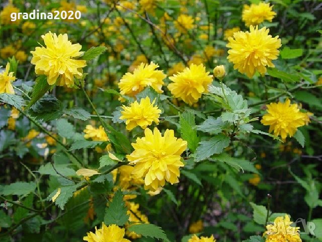 Керия Японика / Kerria Japonica, снимка 2 - Градински цветя и растения - 30333979