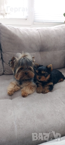 Мини йоркширски териер ., снимка 2 - Йоркширски териер - 52791889