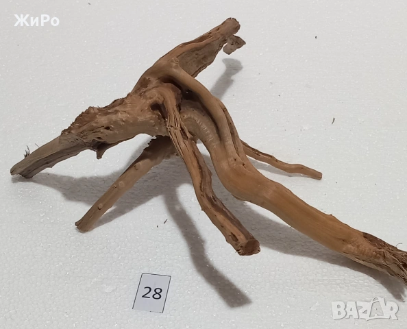 Корен от Азалия /декорация/ 28, снимка 4 - Други - 54093412