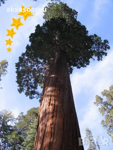 Нови Екзотични 15 семена от гигантска секвоя мамутово дърво sequoiadendron giganteum за декорация, снимка 3 - Сортови семена и луковици - 50223558