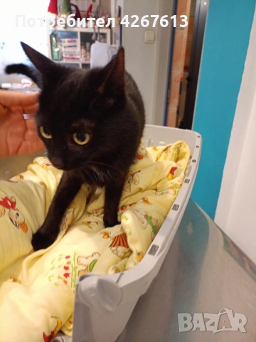 Младо, кастрирано женско коте търси дом, снимка 6 - Други - 52950772