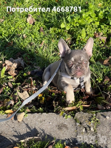 Френски булдог