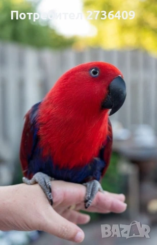 Папагали Еклектус 