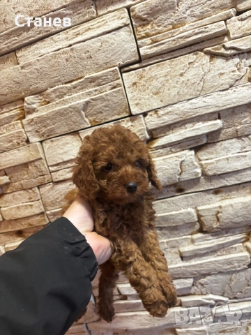 Той Пудел Момче  /Toy Poodle, снимка 3 - Пудели - 53305362