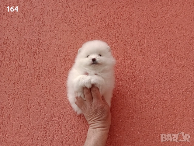 Бели Померани, снимка 10 - Померан - 54162345