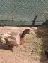 Продавам две мъжки патици на една година и половина , снимка 2