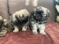 Малки Пекинези, снимка 4