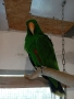 Мъжки папагал еклектус, снимка 4