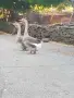 Мъжки холмогорски гъски, снимка 2