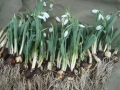 Кокиче (Galanthus), снимка 4