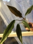 Philodendron Caramel , снимка 1