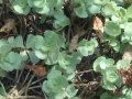 Седум Сиеболди 💥, снимка 1 - Градински цветя и растения - 30141782
